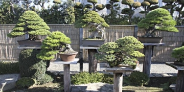 Japonya’nın Geleneksel Minyatür Ağaç Yetiştirme Sanatı: Bonsai