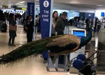 Kendisine duygusal destek veren tavuskuşunu uçağa almadılar!