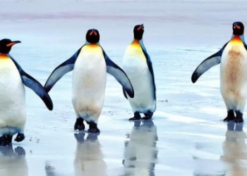 Turkish Cargo, penguenleri yeni yuvalarına bıraktı!