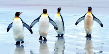 Turkish Cargo, penguenleri yeni yuvalarına bıraktı!