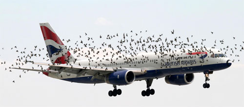 Kaz çarpan British Airways’in yolcu uçağının radom’u parçalandı