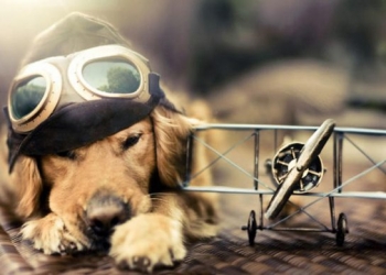 Çin’de rehber köpeklere uçuş izni verildi!