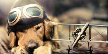 Çin’de rehber köpeklere uçuş izni verildi!