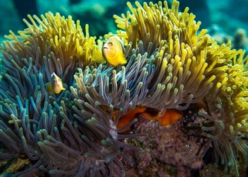 Pemba Adası: Dalış için son yılların gözdesi