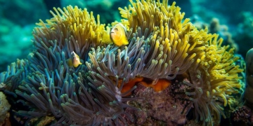 Pemba Adası: Dalış için son yılların gözdesi