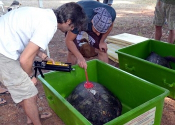 Suya bırakılan 4 caretta caretta uydudan takip edilecek!