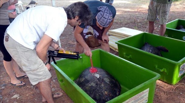 caretta caretta mugla uydudan takip 610x342