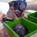 Suya bırakılan 4 caretta caretta uydudan takip edilecek! 12 Suya bırakılan 4 caretta caretta uydudan takip edilecek!