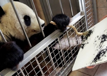 Viyana’nın sanatçı pandası “Yang Yang” turistleri resimleriyle karşılıyor!