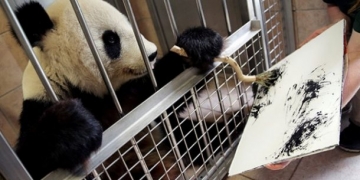 Viyana’nın sanatçı pandası “Yang Yang” turistleri resimleriyle karşılıyor!