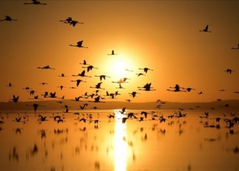 Turistler Flamingo cenneti Tuz Gölü’ne akın ediyor