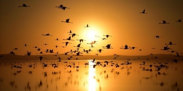 Turistler Flamingo cenneti Tuz Gölü’ne akın ediyor