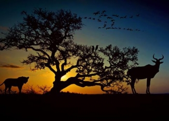 44 yılda yerküre üzerindeki hayvanların yüzde 60’ını yok ettik!