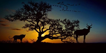 44 yılda yerküre üzerindeki hayvanların yüzde 60’ını yok ettik!