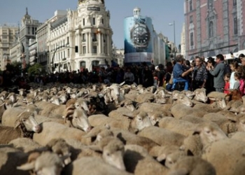 İspanya’nın başkenti Madrid sokaklarında 1500 koyunla Trashumancia Şenliği düzenlendi