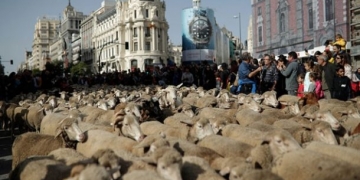 İspanya’nın başkenti Madrid sokaklarında 1500 koyunla Trashumancia Şenliği düzenlendi