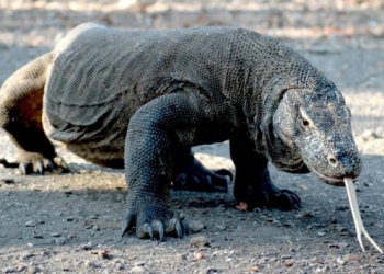 Komodo ejderlerini görmek 500 dolar!