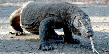 Komodo ejderlerini görmek 500 dolar!