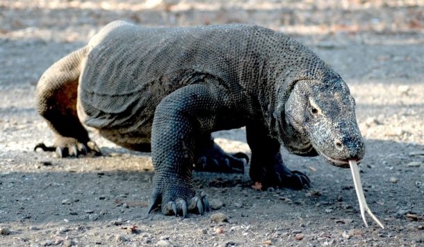 komodo ejderi endonezya 610x356 1