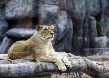 Türkiye’nin ilk Aslan Parkı Tuzla’da açıldı!