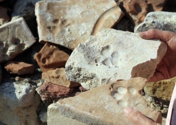 Kuşadası’ndaki Kadıkalesi’nde 8 asırlık pati izleri bulundu