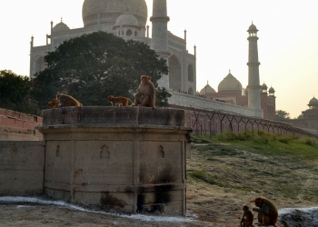 Tac Mahal ve Maymunlar
