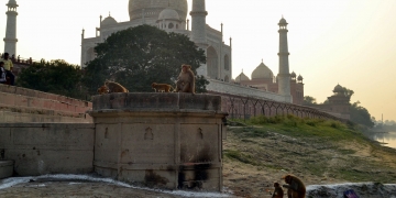 Tac Mahal ve Maymunlar