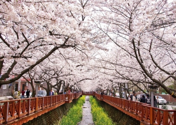 Güney Kore'de İlkbahar