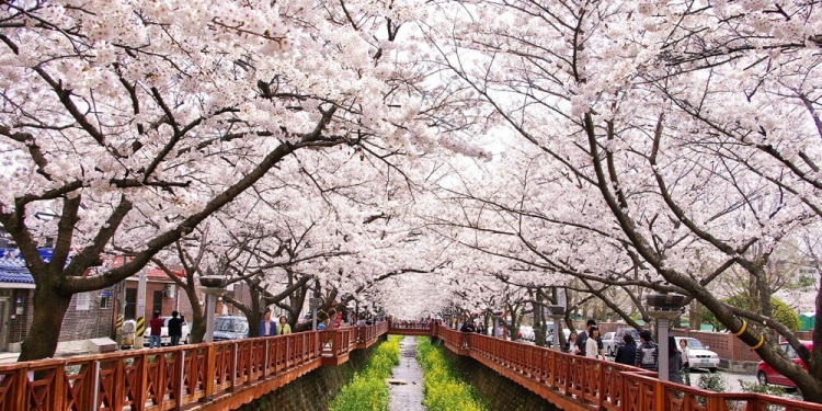 Güney Kore'de İlkbahar