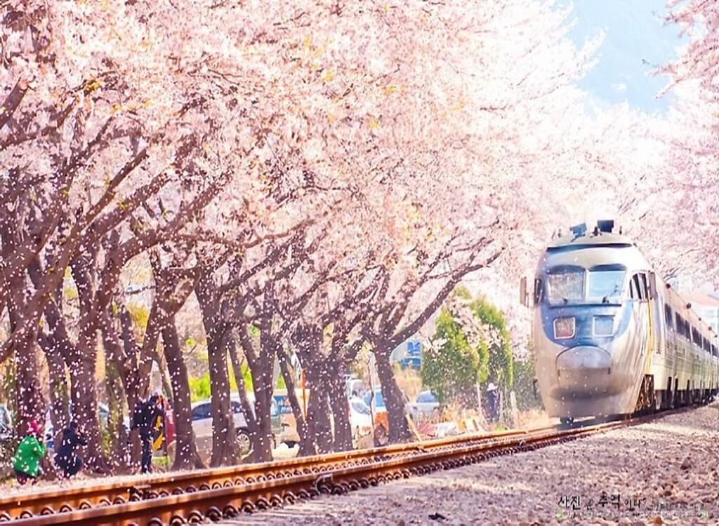 Jinhae Kiraz Çiçeği Festivali