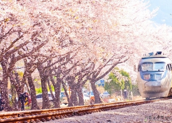 Jinhae Kiraz Çiçeği Festivali
