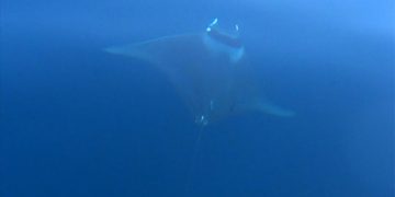 Nesli tehlike altında olan dev vatoz Gökçeada’da görüntülendi