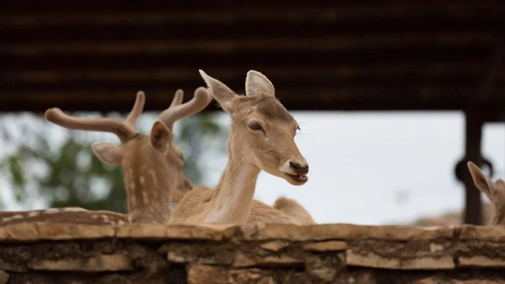Zakynthos Gezilecek Yerler Listesi: Fotojenik Güzellik 9 Askos Stone Park