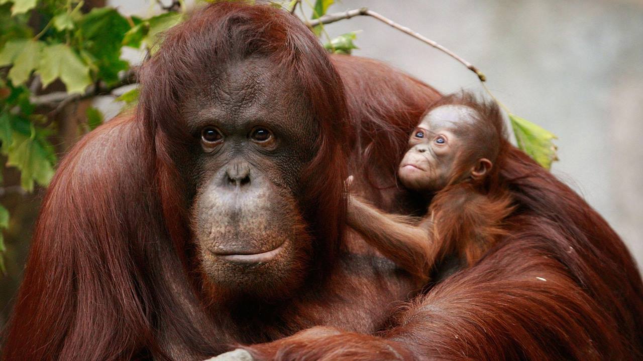 Malezya gezilecek Yerler: Borneo Orangutanı