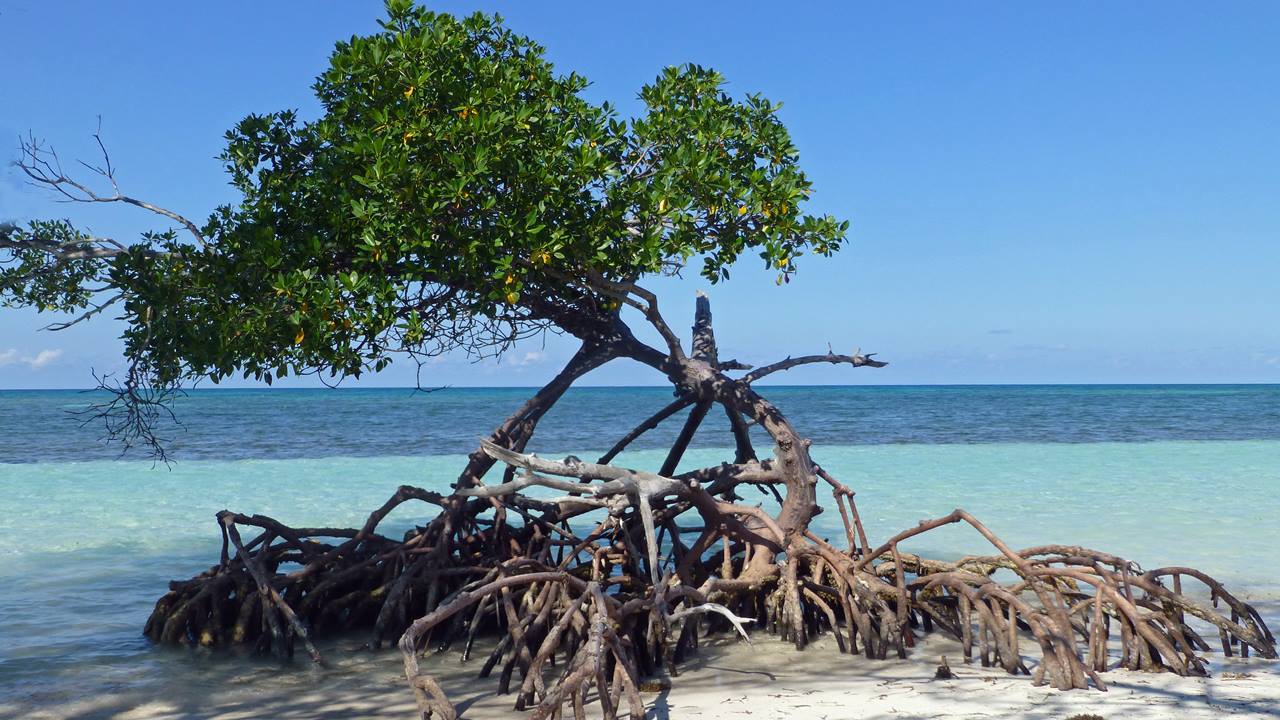 Küba Plajları: Cayo Jutias