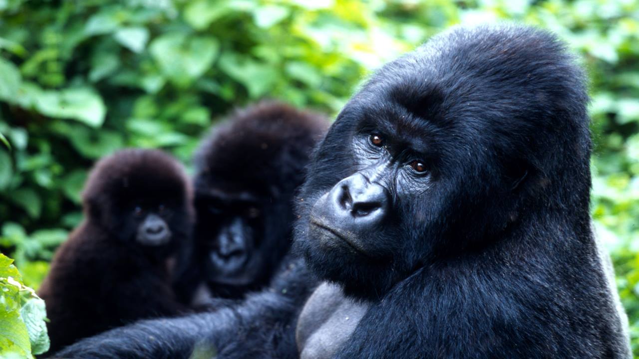 Tatil İçin En İyi Afrika Ülkeleri: Safariden Çok Daha Fazlası 13 Uganda Goril Safarisi
