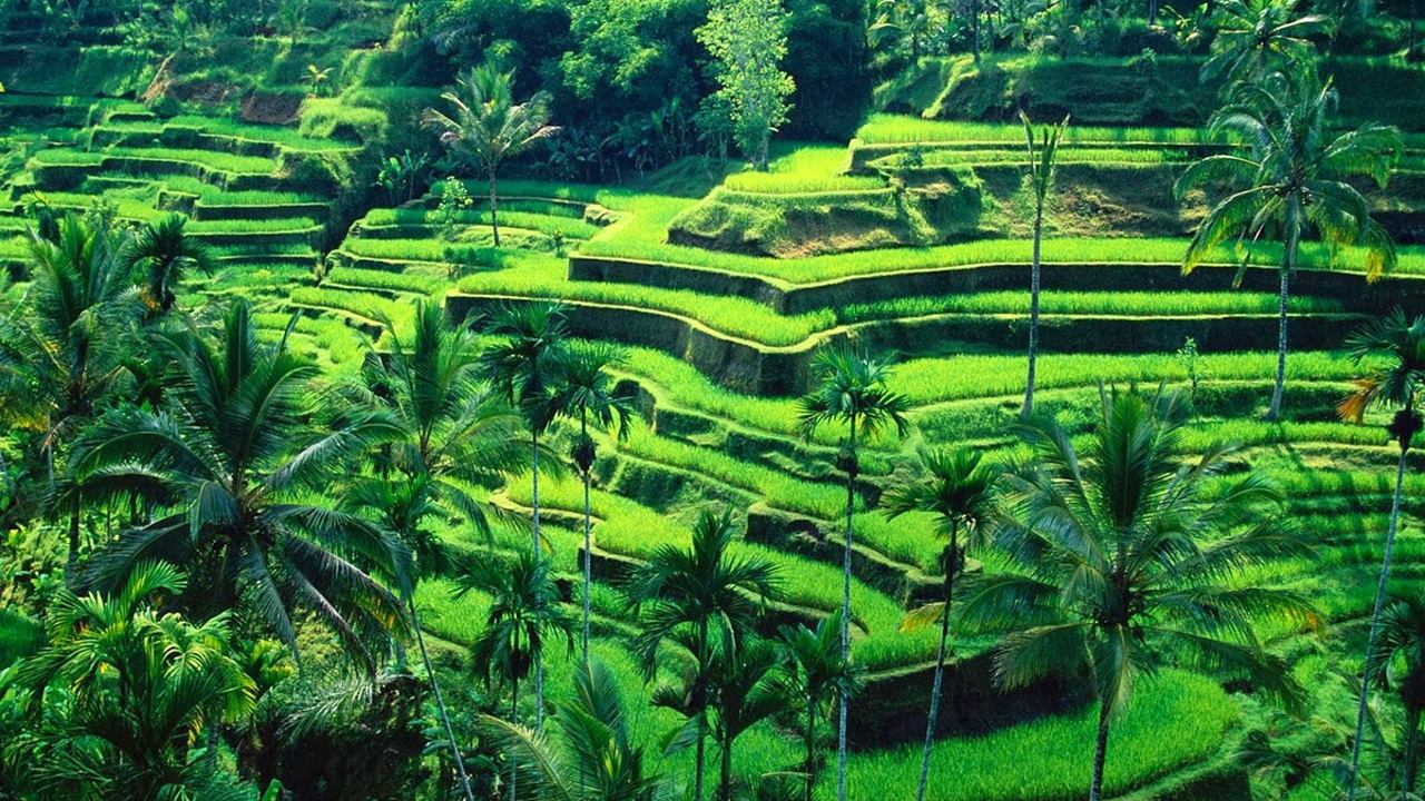 Bali Gezilecek Yerler: Ubud