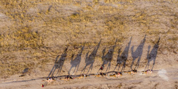 Develerle Kapadokya keşfine çıkıyorlar
