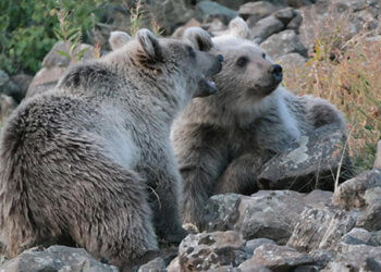 Nemrut Krater Gölü yakınlarındaki ayılarla ilgili uyarı
