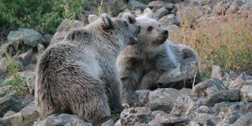 Nemrut Krater Gölü yakınlarındaki ayılarla ilgili uyarı