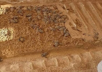 5 Yıldızlı Otelde Kaplumbağa Katliamı