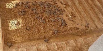 5 Yıldızlı Otelde Kaplumbağa Katliamı