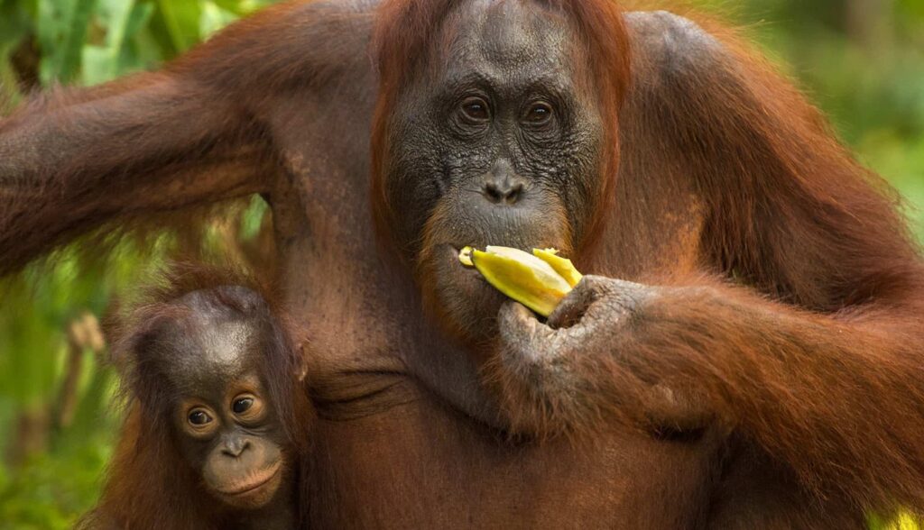 Malezya Balayı Turu ile Orangutanları Keşfedin