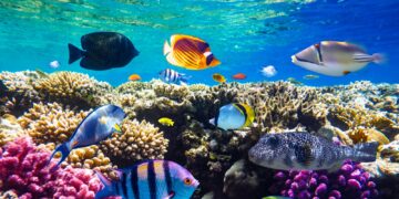 Şarm El Şeyh Gezilecek Yerler Listesi