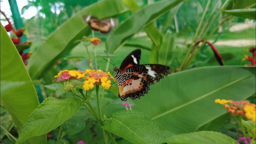 Butterfly Sanctuary Siquijor