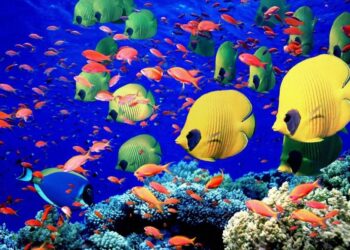 Kızıldeniz'in En İyi Dalış Noktaları: Top 10 14 Kızıldeniz'in En İyi Dalış Noktaları