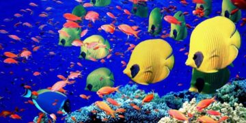 Kızıldeniz'in En İyi Dalış Noktaları