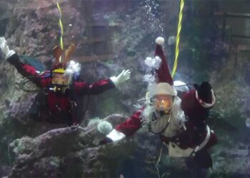 Seattle Akvaryumu'nda su altında Noel Baba sürprizi! 9 Seattle Akvaryumu'nun 15 yıllık geleneği olan "dalgıç Noel Baba", bu yıl da ziyaretçilerini şaşırtıyor.