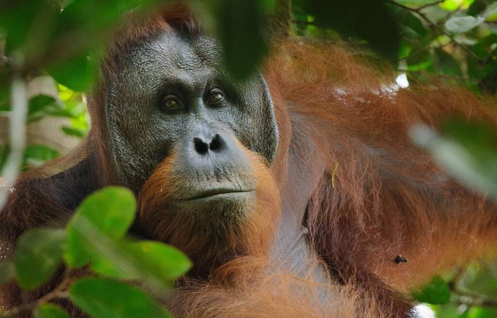 malezya orangutan
