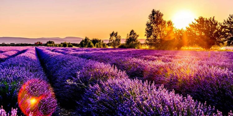 İspanyol kasabasına lavanta istilası! 1 brihuega lavanta tarlasi